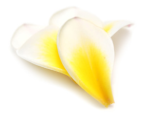 Image showing plumeria