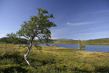 Image showing Lonely tree by the lake