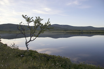 Image showing Lonely tree by the lake