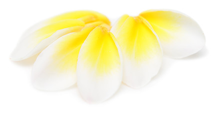 Image showing plumeria