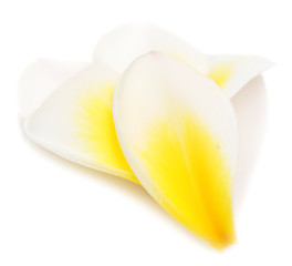 Image showing plumeria