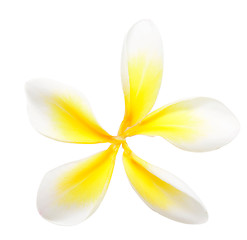 Image showing plumeria