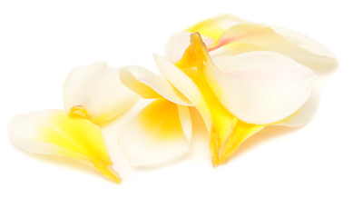 Image showing plumeria