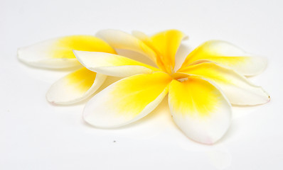 Image showing plumeria