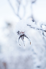 Image showing Snow covered roseberry