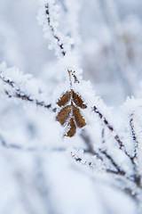 Image showing Snow covered leaves