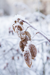 Image showing Snow covered leaves