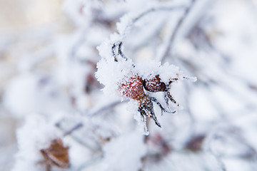 Image showing Snow covered roseberry