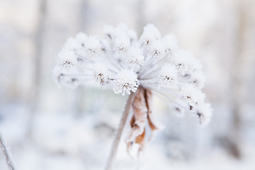 Image showing Snow covered plant