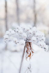 Image showing Snow covered plant