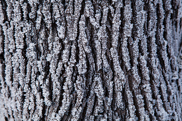 Image showing Snow covered tree trunk