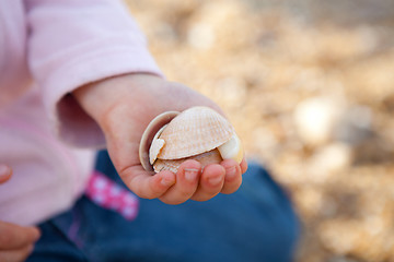 Image showing Seashells in hand