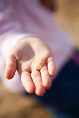 Image showing Seashell in hand