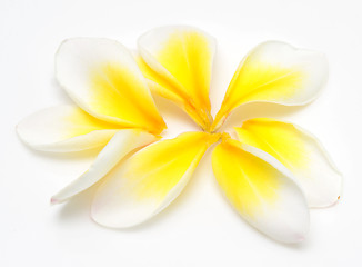 Image showing plumeria