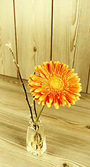 Image showing Beautiful orange gerbera 