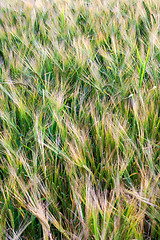 Image showing Green wheat in the field.