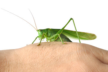 Image showing Grasshopper on  Hand