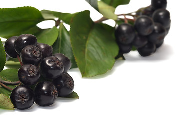 Image showing Aronia.