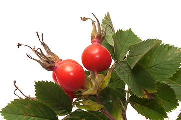 Image showing Dogrose berry.