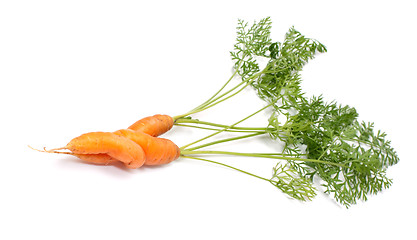 Image showing Carrots.