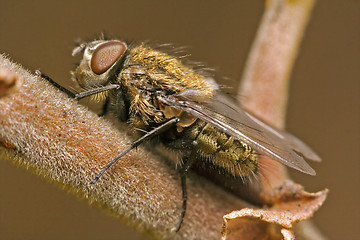 Image showing  brown fly in a branch