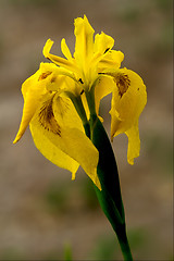 Image showing close up of a  iridacee wild yellow 