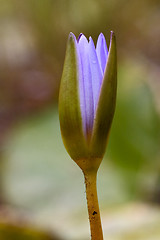 Image showing  flowering in mauritius