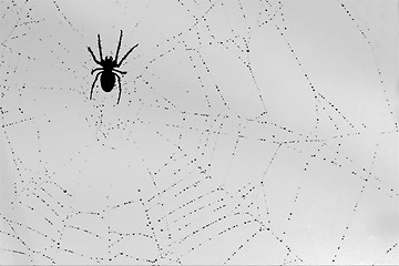 Image showing spider and the drop 