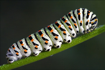 Image showing caterpillar of Papilionidae in the fennel 