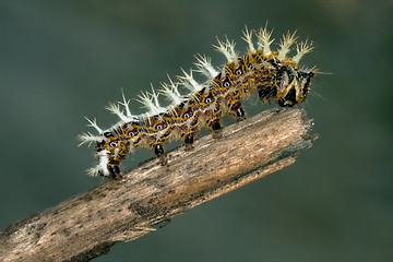 Image showing caterpillar of Papilionidae in the head branch