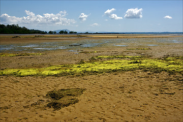 Image showing  cloudy seaweed in madagascar 