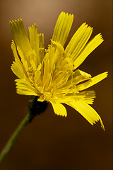 Image showing hispidus hieracium sylvaticum 