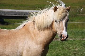 Image showing Horse in Iceland