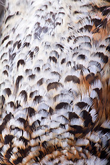 Image showing plumage of a hazel grouse