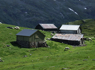 Image showing Small village houses and sheep