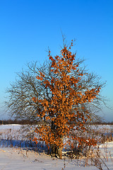 Image showing the escaped oak