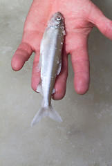 Image showing smelt (Osmerus eperlanus)