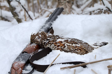 Image showing  hunting for a hazel grouse