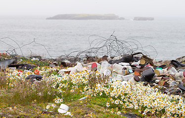 Image showing camomiles and dump