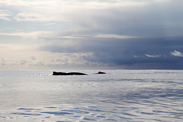 Image showing humpback whale (lat. Megaptera novaeangliae)