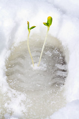 Image showing traces of spring