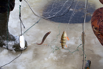 Image showing winter  marine net