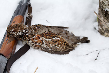 Image showing  hunting for a hazel grouse