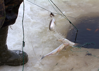 Image showing winter  marine net