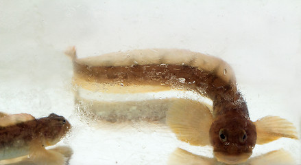 Image showing mother-of-eels in the winter under ice (Zoarces viviparus)