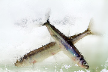 Image showing smelt in the winter under ice (Osmerus eperlanus)