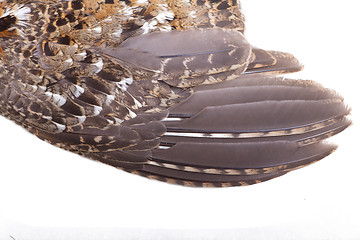 Image showing plumage of a hazel grouse