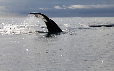 Image showing humpback whale (lat. Megaptera novaeangliae)