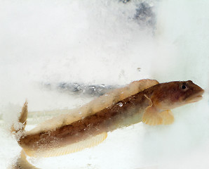 Image showing mother-of-eels in the winter under ice (Zoarces viviparus)