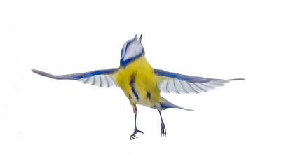 Image showing Cyanistes caeruleus